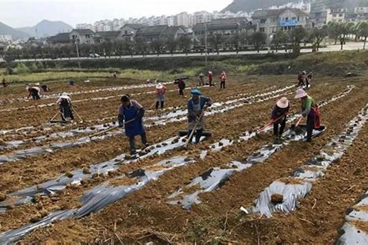 锌肥叶面喷施注意事项