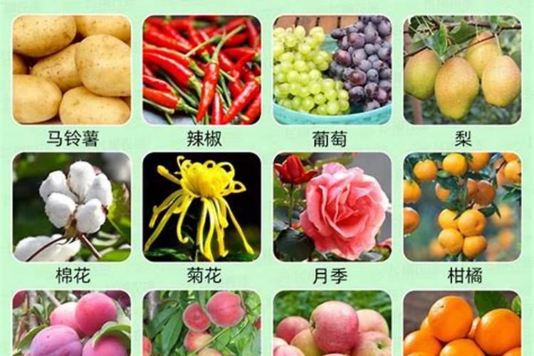 最怕浇水的5种花