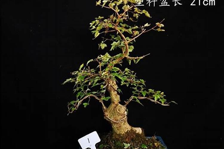 白松露油怎么做成粉？