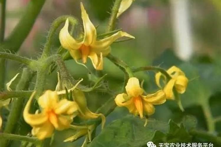 西红柿喷花时能加硼肥吗？