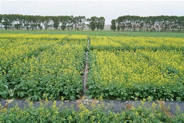 油菜种植需要什么肥料