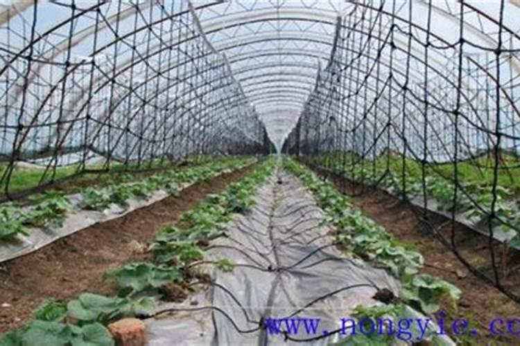 高磷水溶肥什么时候用