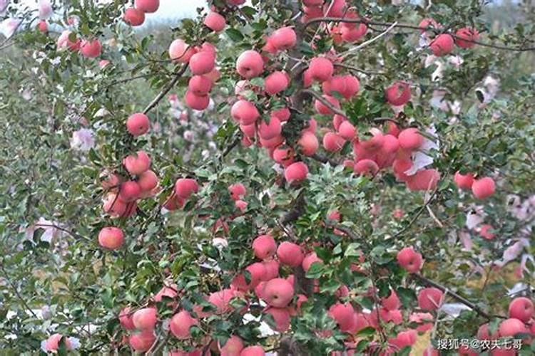 芸豆花叶病怎么治？
