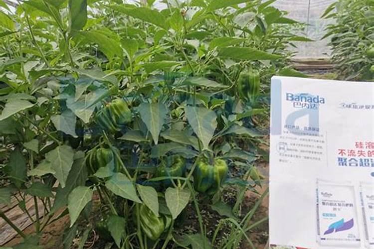 西蓝花,白菜都用什么除草剂？