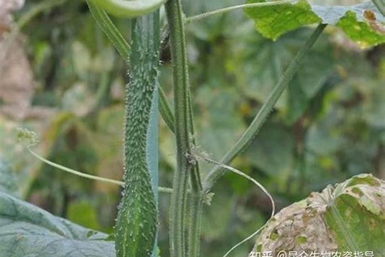 种了木耳菜怎么施肥？