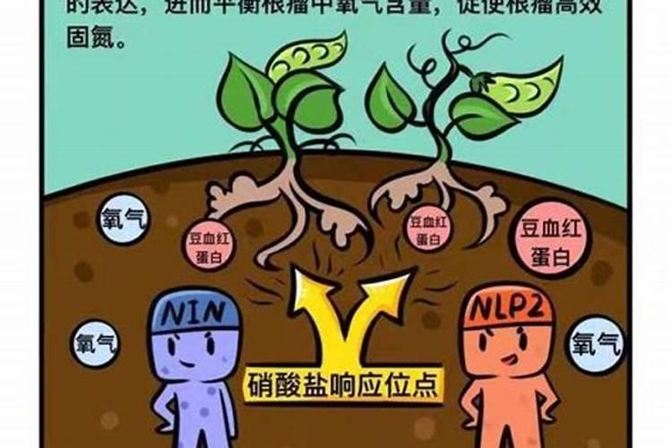 月季施什么肥开花最好