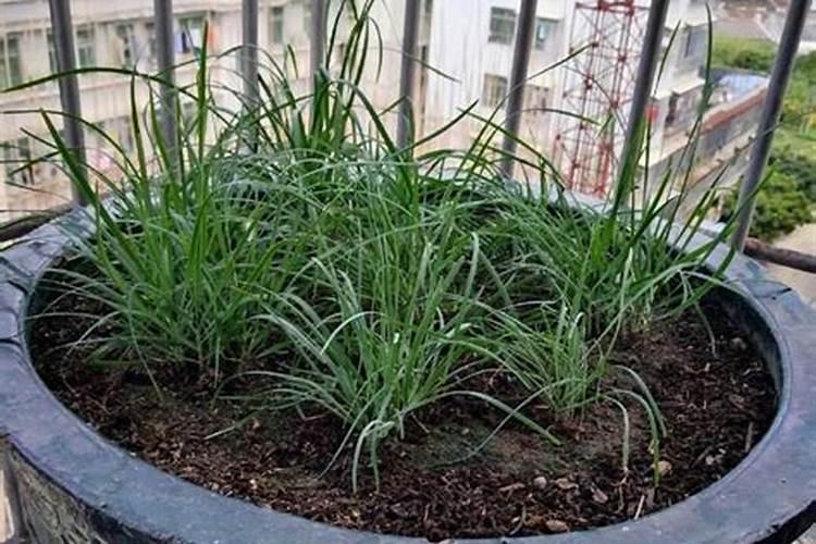 盆栽韭菜施什么肥好