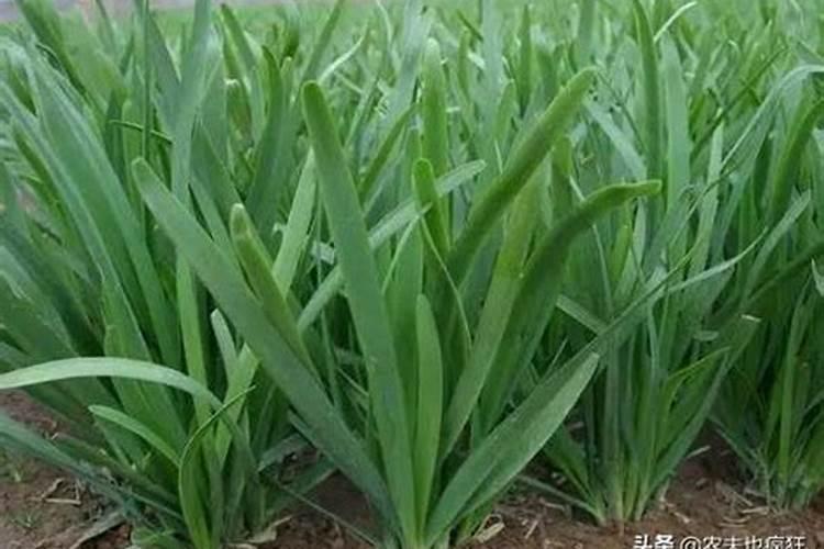 盆栽韭菜的种植方法需要施什么肥