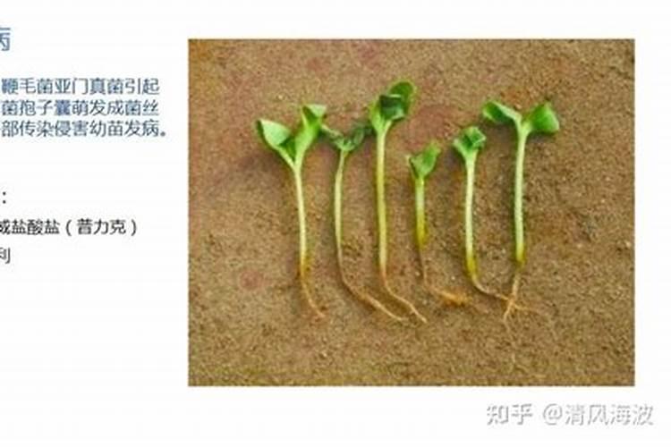 定植西瓜需要冲施什么肥？