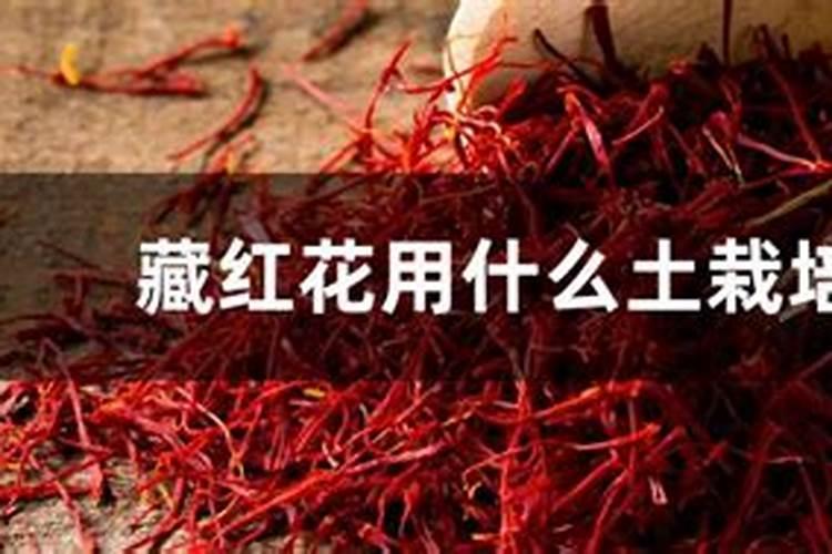 藏红花种植方法