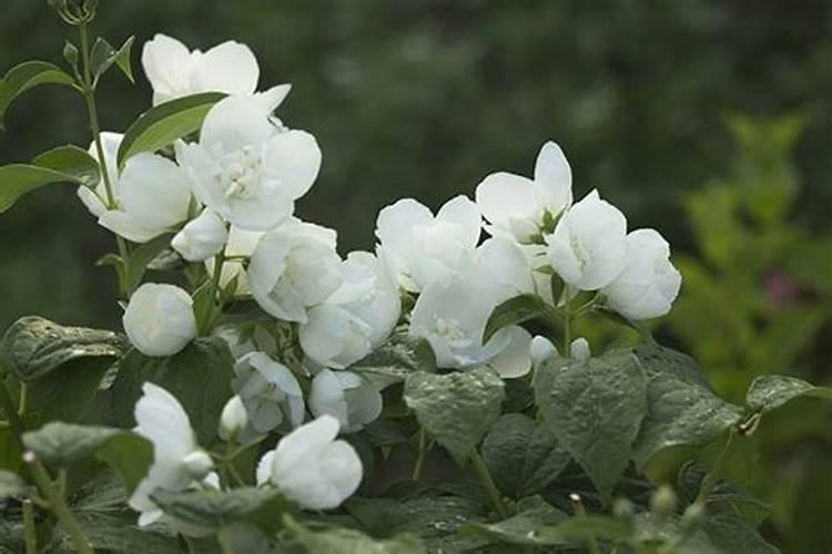 茉莉花期怎么养护管理