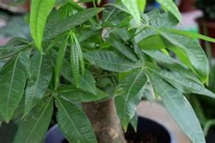 怎样给植物补硒元素