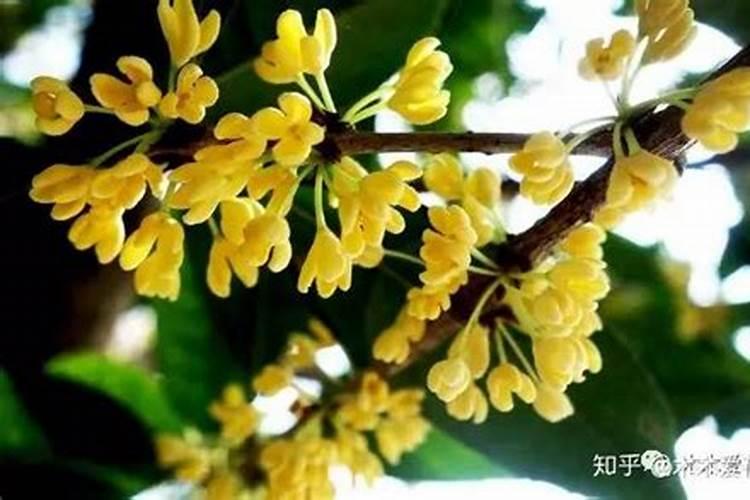 桂花花肥制作与使用方法