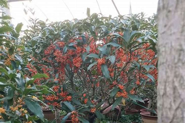 桂花如何制作 花肥