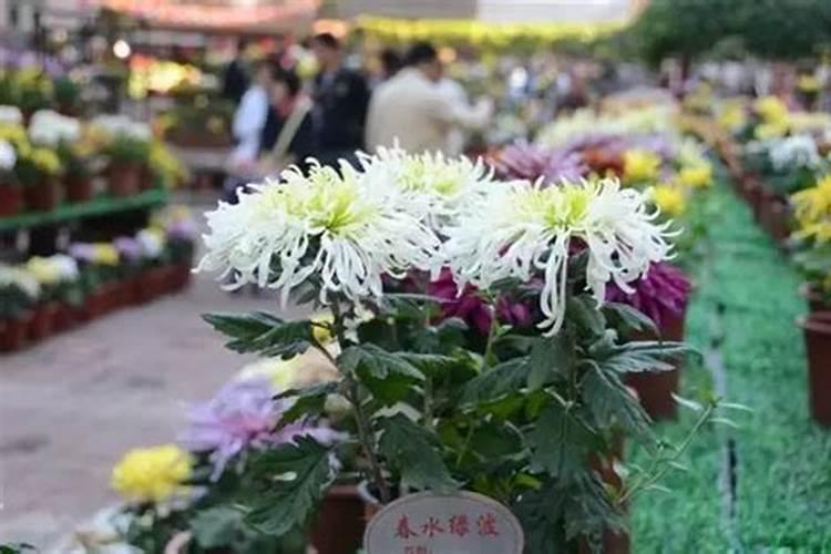 如何给农作物科学施用锌肥