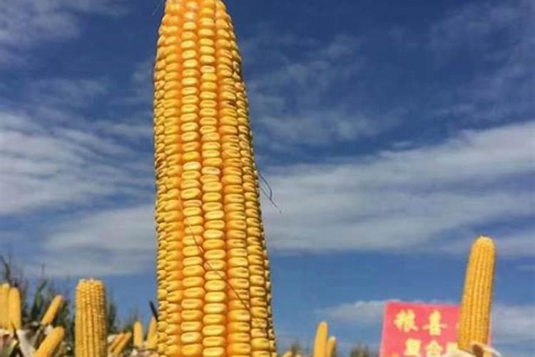 玉米宝宝叶面肥有什么效果