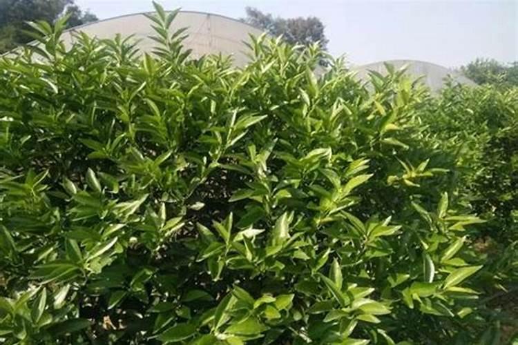尖椒的施肥很关键,尖椒施肥管理该怎么做？