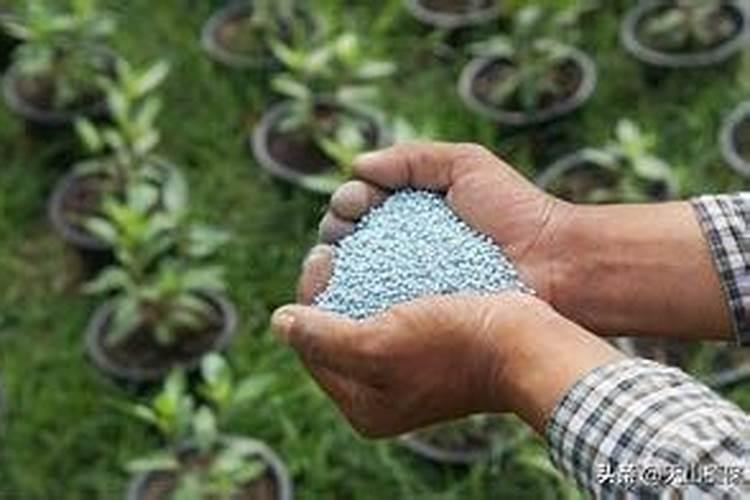 磷肥当季利用率低的原因是什么