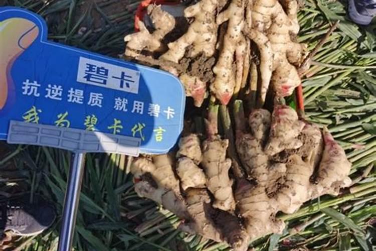 水溶肥含什么成分