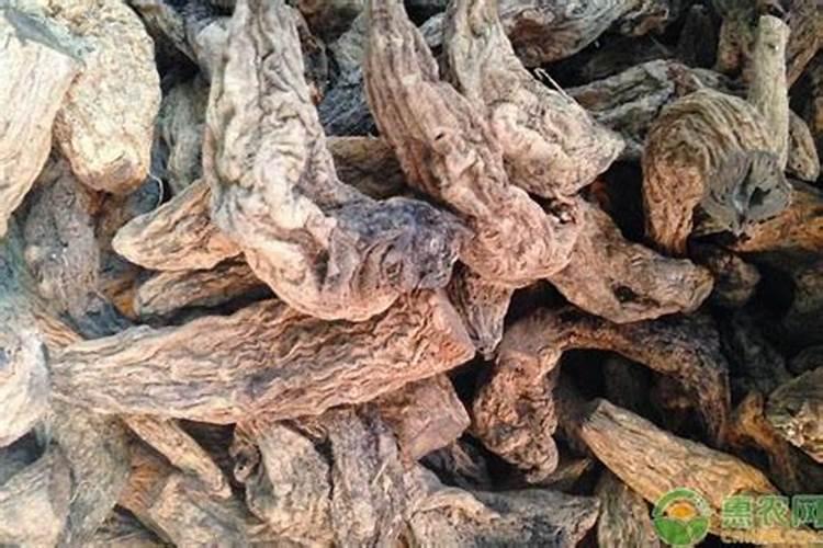 西红柿的种植用什么肥料好