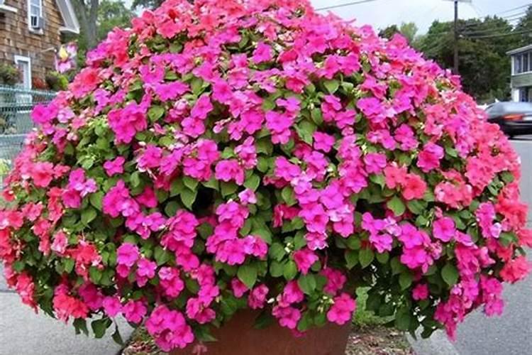花肥去哪里买
