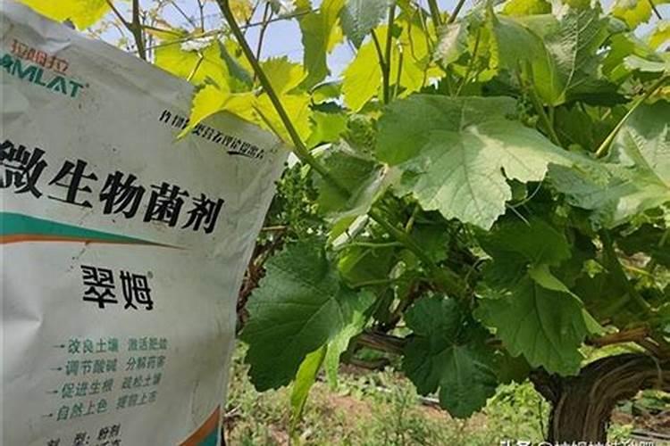 中化化肥生产厂家在哪里