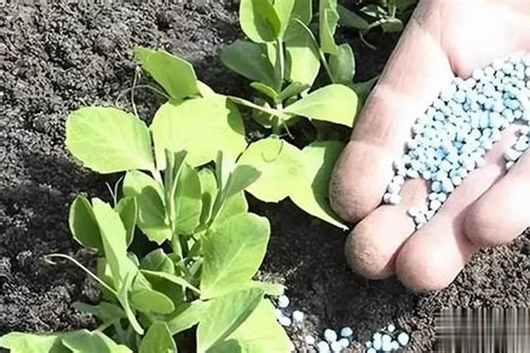 果树用水溶肥好还是复合肥好
