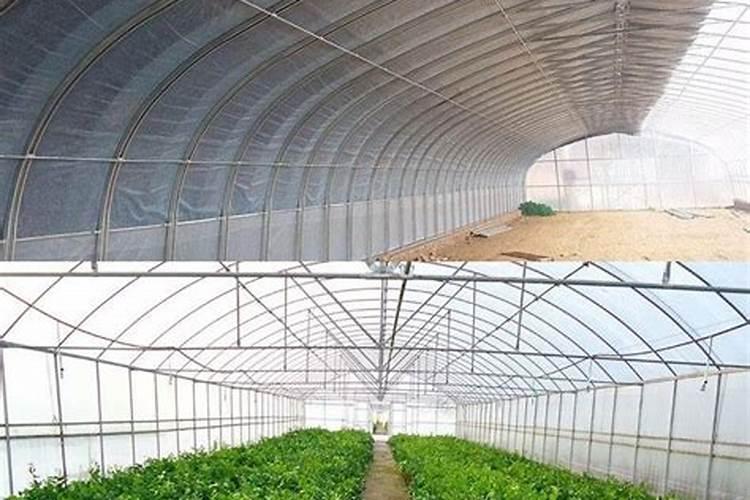 冷棚种植玫瑰香葡萄的种植及管理技术及视频