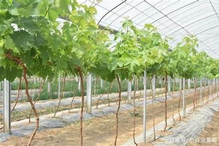 温室大棚葡萄种植的方法