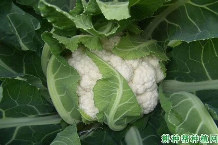 花菜施什么肥好