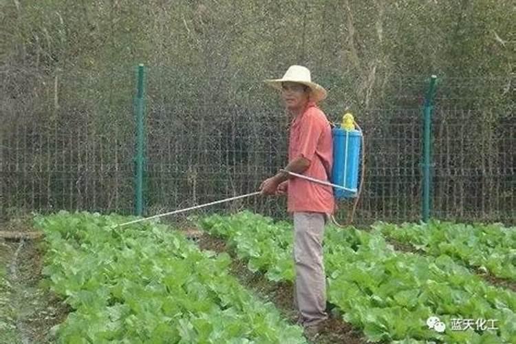 目前市面上有没有好一点的叶面肥,安全无激素的主要用在月季,玫瑰花上面...
