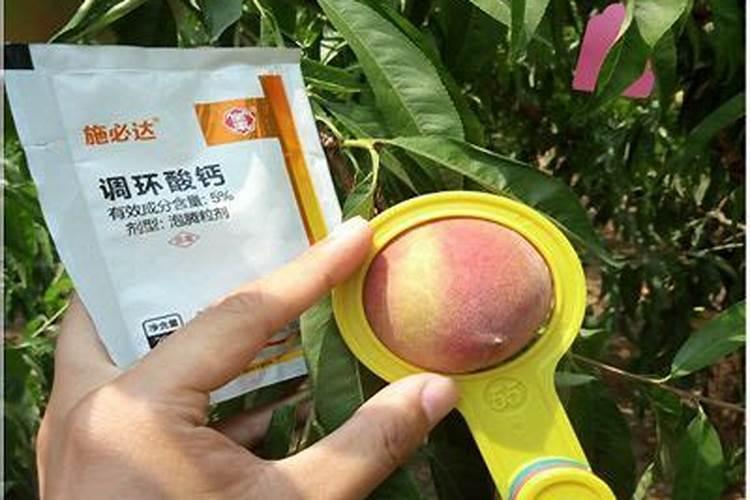 如何使当年定植葡萄第二年着果