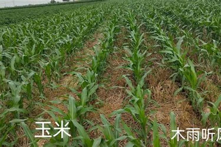 玉米用钙肥对抗倒有作用吗？