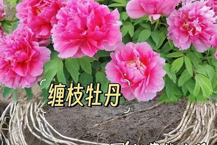 牡丹花能直接喷施叶面肥吗