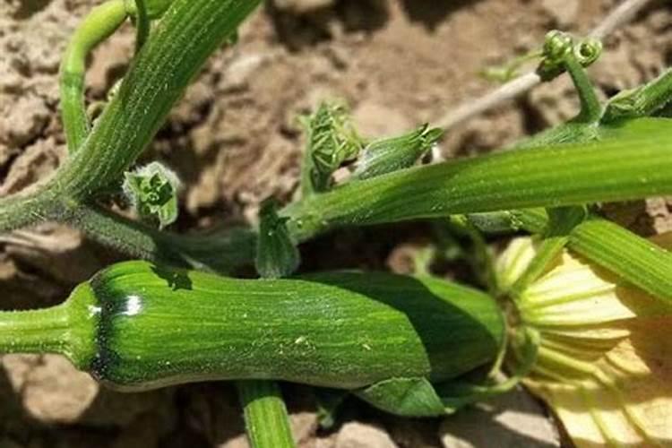 用什么肥科种植南瓜一