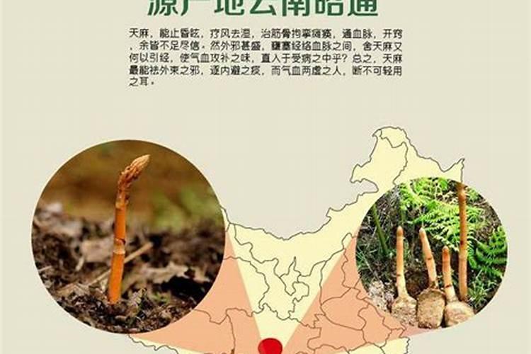 天麻的正确栽培方法