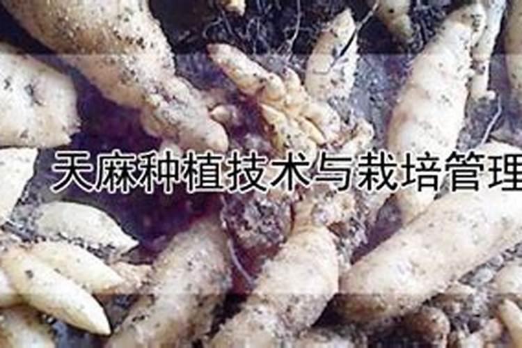 天麻的种植与生长条件