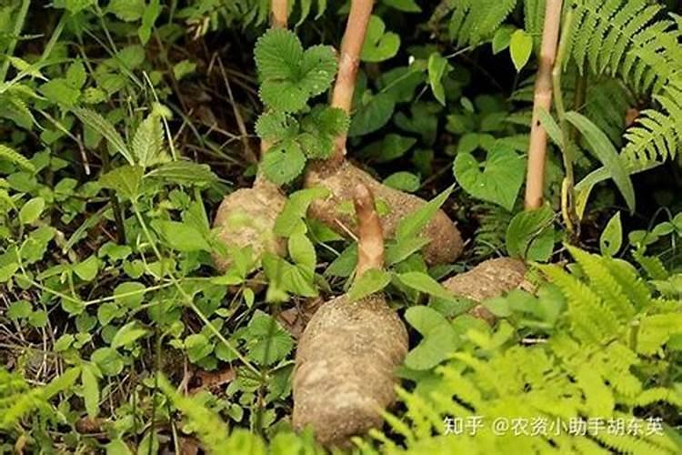天麻种植跟种土豆一样吗？