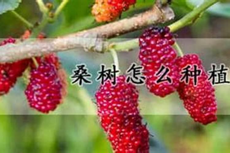 桑树耐阴吗