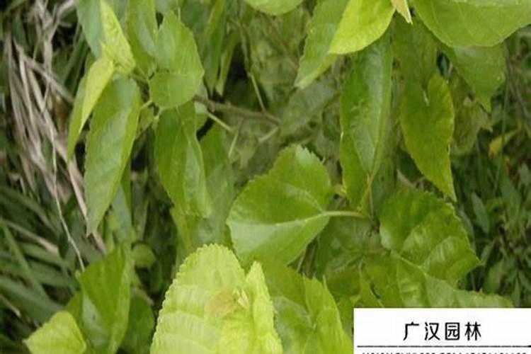 桑树苗如何培育 培育中应该了解的细节有哪些
