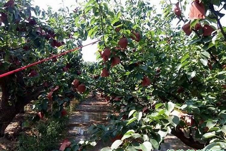梨树秋季施什么肥料最好