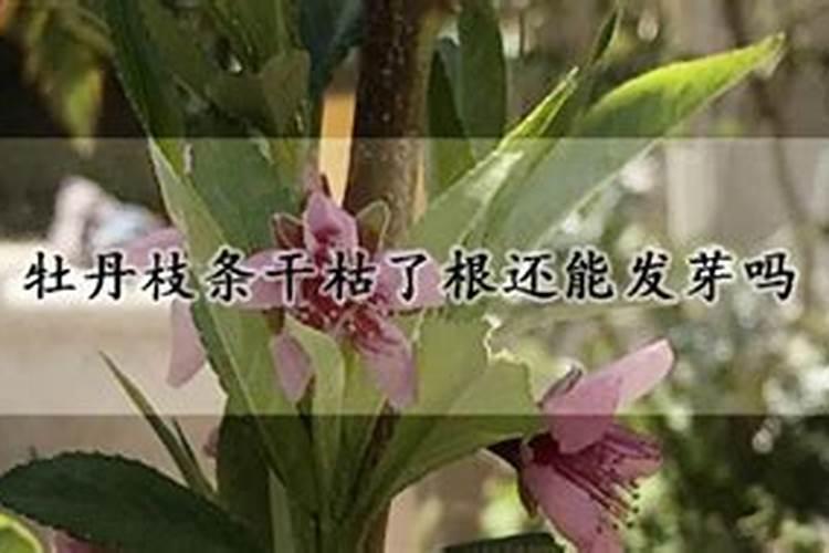 枣树上使用哪些叶面肥料效果比较好？