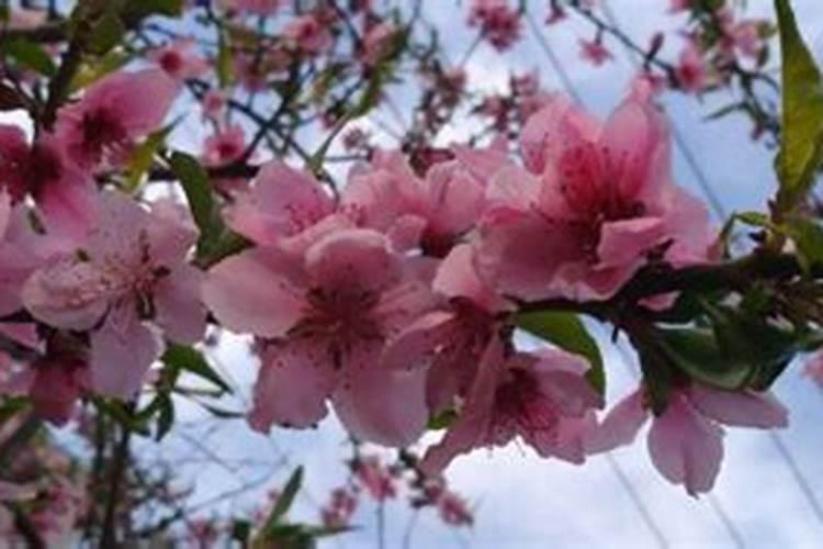 玫瑰花正在开花能施肥吗