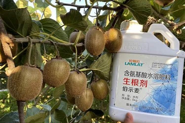 猕猴桃的施肥禁忌