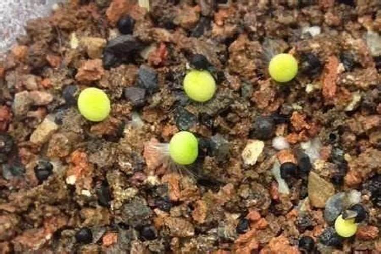 刚发芽的盆栽牧丹可以施肥吗