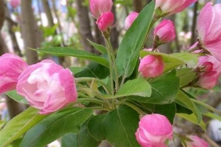 白菜花能吃吗
