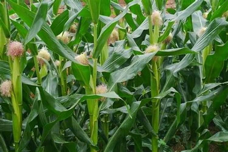 种植玉米一般施肥用什么化肥
