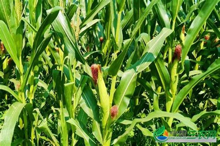 种植玉米需要什么肥料