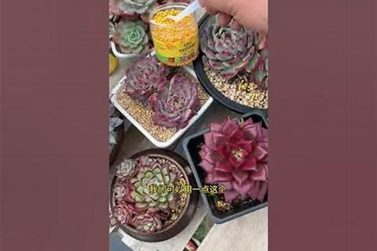 尿素,对植物生长的作用是什么,该如何使用？