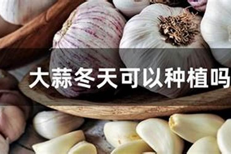 观音竹叶子发黄怎么办